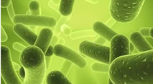 微生物污泥污染 微生物污泥污染